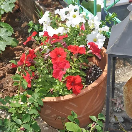 Ifigenia سكالا بوتامياس